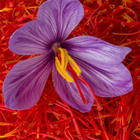Saffron